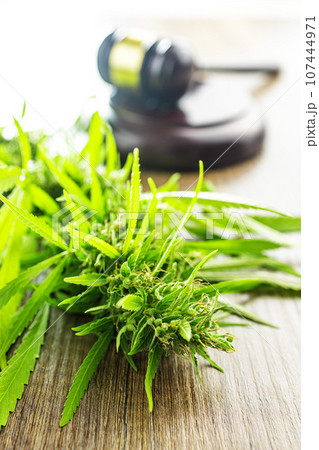 Marijuana buds. Cannabis plant and judge gavel. Marijuana buds. Cannabis plant and judge gavel. 107444971