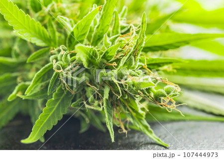 Marijuana buds. Cannabis plant on black table. 107444973