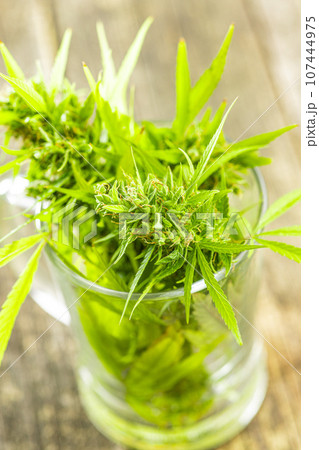 Marijuana buds. Cannabis plant in glass cup. 107444975