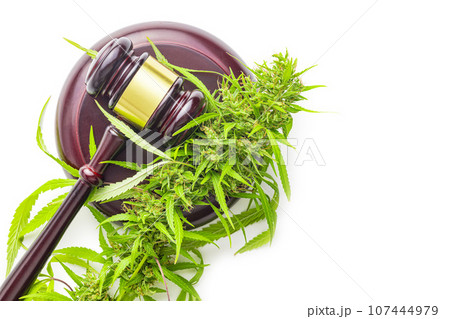Marijuana buds. Cannabis plant and judge gavel isolated on white background. Marijuana buds. Cannabis plant and judge gavel isolated on white background. 107444979