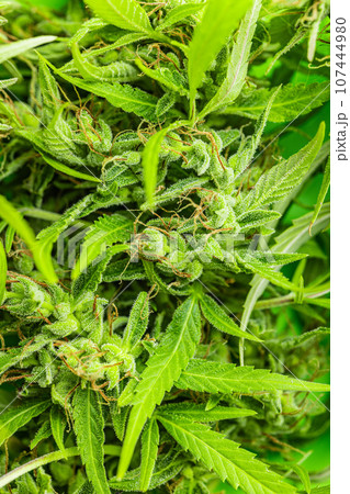 Marijuana buds. Cannabis plant. Closeup. Marijuana buds. Cannabis plant. Closeup. 107444980