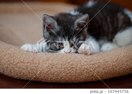 ふみふみする猫 107445756