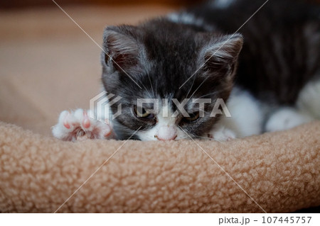 ふみふみする猫 107445757