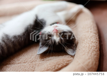 仰向けで寝る猫 107445758