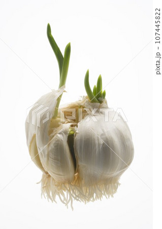 　にんにくの芽 107445822