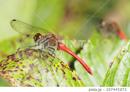 マユタテアカネ（オス） 107445872