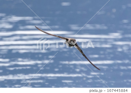田んぼの用水路を飛翔するショウドウツバメ 107445884