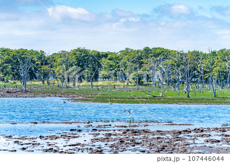 野付半島 地殻変動で100年後には消滅する恐れ 砂嘴 動物の楽園 野鳥 野付半島 地殻変動で100年後には消滅する恐れ 砂嘴 動物の楽園 野鳥 107446044