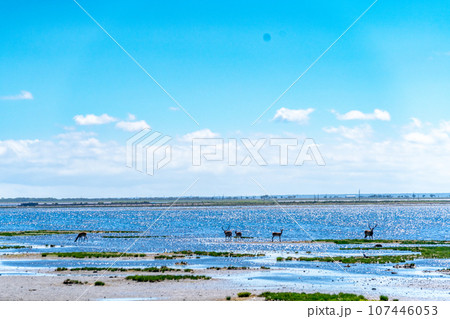 野付半島　地殻変動で100年後には消滅する恐れ　砂嘴　動物の楽園　エゾシカ 107446053