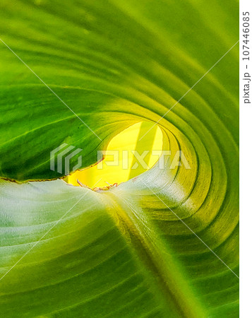 Tropical background of banana palm leaf, twisted funnel, close-up 107446085