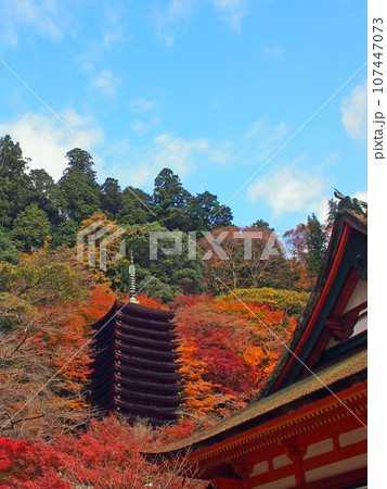 談山神社 十三重塔 紅葉 談山神社 十三重塔 紅葉 107447073