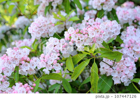 カルミアの花 カルミアの花 107447126