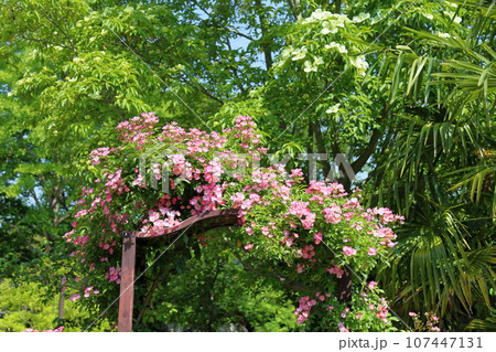 バラの花　バレリーナ 107447131