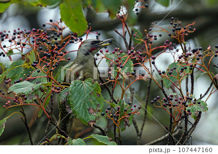 クマノミズキの木に止まるアオゲラ クマノミズキの木に止まるアオゲラ 107447160