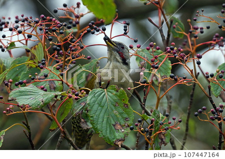 クマノミズキの木に止まるアオゲラ クマノミズキの木に止まるアオゲラ 107447164