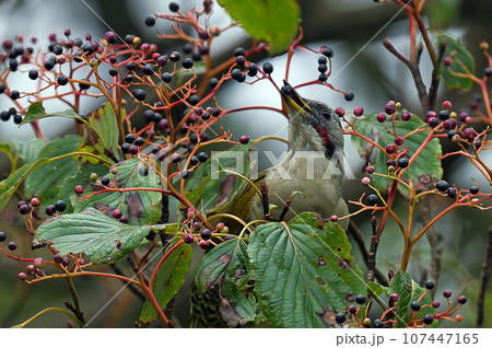 クマノミズキの木に止まるアオゲラ クマノミズキの木に止まるアオゲラ 107447165