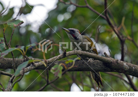 クマノミズキの木に止まるアオゲラ クマノミズキの木に止まるアオゲラ 107447180
