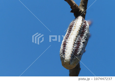 ムネアカハラビロカマキリの卵 107447237