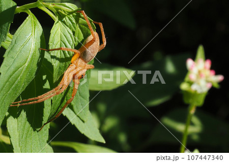 イオウイロハシリグモ 107447340