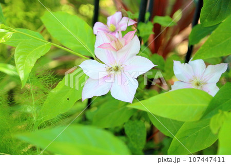 クレマチスの花 107447411
