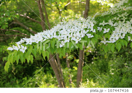 ヤマボウシの花 ヤマボウシの花 107447416