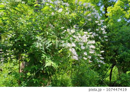 サラサウツギの花 サラサウツギの花 107447419