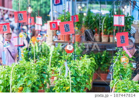 「 東京都」浅草 ほおずき市 (四万六千日) 「 東京都」浅草 ほおずき市 (四万六千日) 107447814