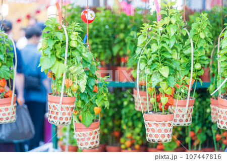 「 東京都」浅草 ほおずき市 (四万六千日) 「 東京都」浅草 ほおずき市 (四万六千日) 107447816