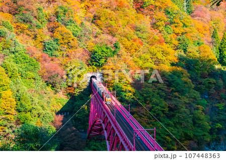秋の黒部峡谷：新山彦橋を走るトロッコ電車 107448363