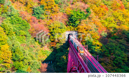秋の黒部峡谷：新山彦橋を走るトロッコ電車 107448366