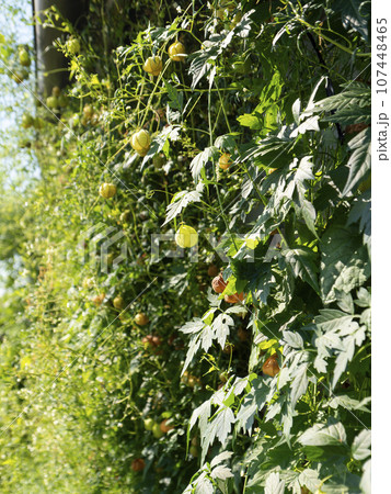 鮮やか新緑のフウセンカズラ 107448465