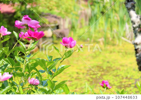 シャクヤクの花 107448633