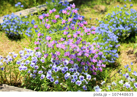 エキウム ブルガレの花 エキウム ブルガレの花 107448635