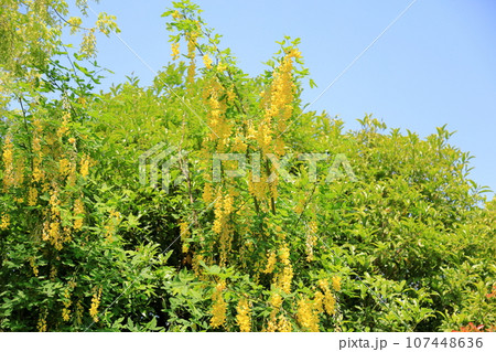 キングサリの花 107448636