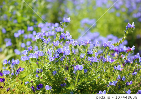 エキウム　ブルガレの花 107448638