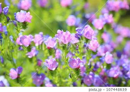 エキウム ブルガレの花 エキウム ブルガレの花 107448639