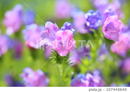 エキウム　ブルガレの花 107448640