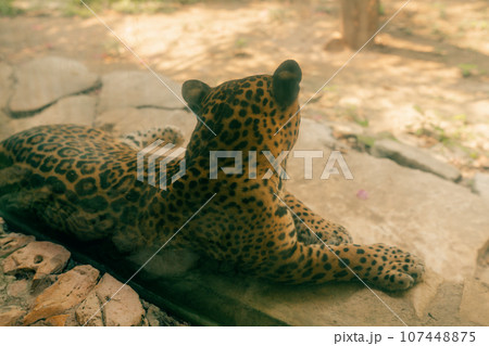 jaguar resting on the rock in zoo 107448875