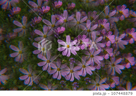 秋空に咲く秋桜 107448879