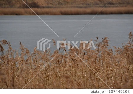 春採湖 冬景色 春採湖 冬景色 107449108