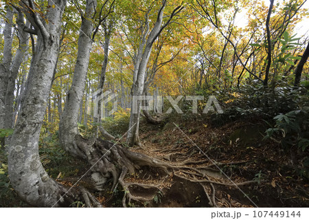 巻機山、登山、新潟県 107449144