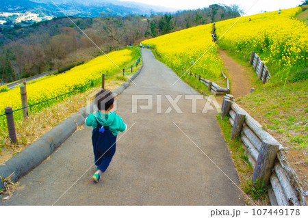 千葉県 マザー牧場の菜の花畑をかける子ども 千葉県 マザー牧場の菜の花畑をかける子ども 107449178