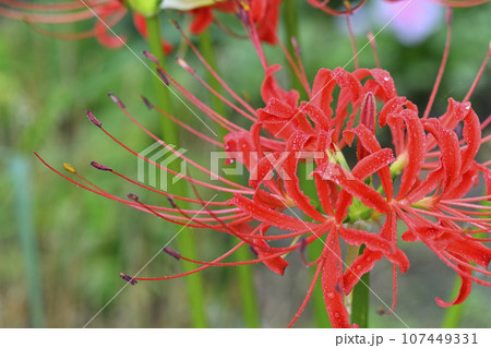 ヒガンバナ 107449331