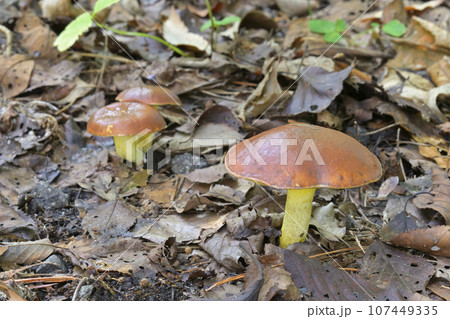 チチアワタケ 107449335