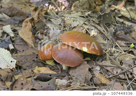 チチアワタケ 107449336