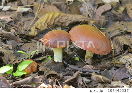 チチアワタケ 107449337