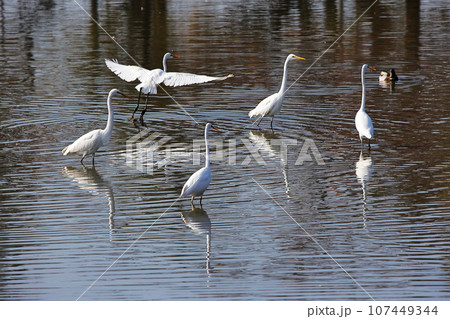 水鳥 107449344