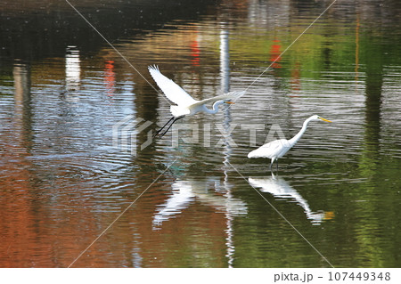 水鳥 107449348