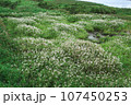 川のほとりの静寂 107450253