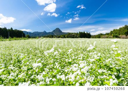 蕎麦畑と榛名山 107450268